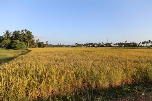 Golden Color Rice Field at Koh-Sukorn in Trang, Thailand