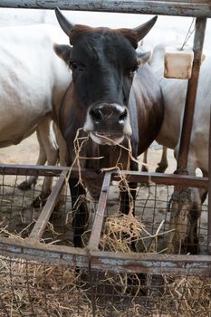 Brown cow in a meadow.