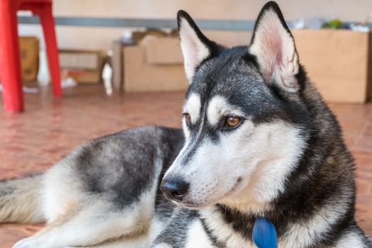 The Portrait of Siberian Husky