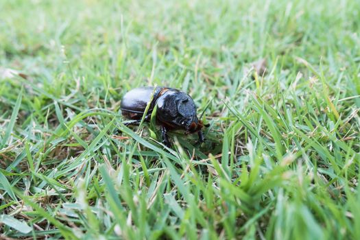 Male Rhinoceros beetle, Rhino beetle, Hercules beetle, Unicorn beetle, Horn beetle