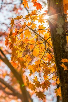 autumn leaves Yellow, orange and red in beautiful fall park.