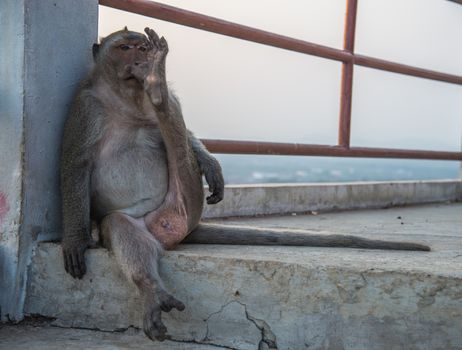 Monkeys sit on the boring life.