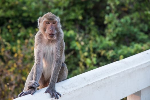 cute macaque sitting on green forest background