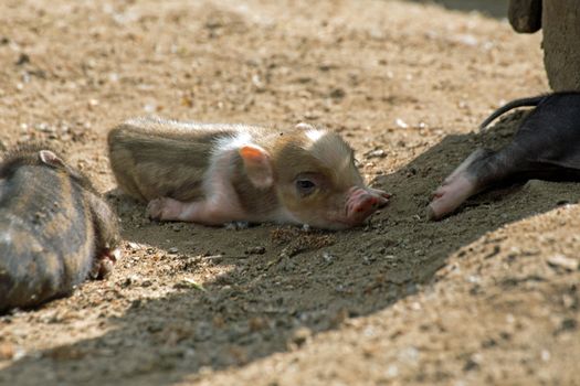 Several pot bellied pig (piglet)