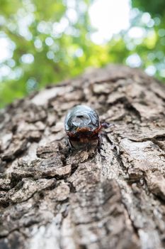 Male Rhinoceros beetle, Rhino beetle, Hercules beetle, Unicorn beetle, Horn beetle