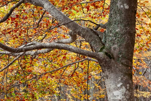 Autumn colors on the leaves of a tree