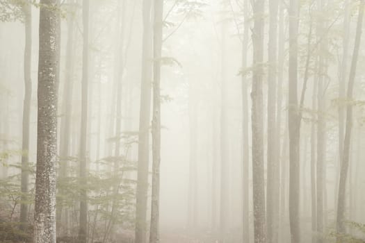 Beautiful landscape in the fog of Mount Amiata's park