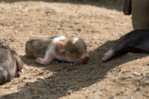 Several pot bellied pig (piglet)