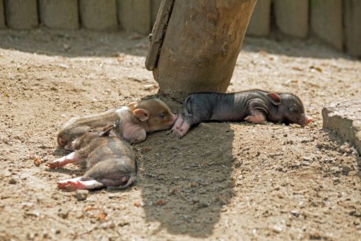 Several pot bellied pig (piglet)