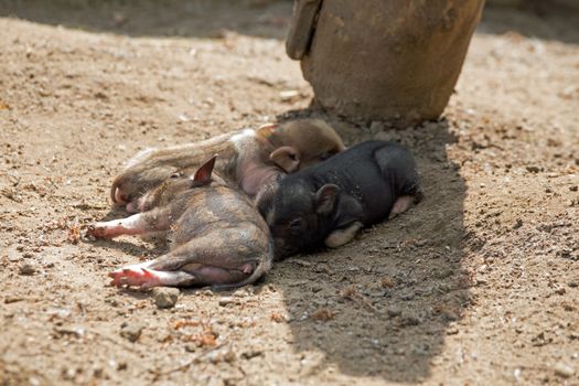 Several pot bellied pig (piglet)