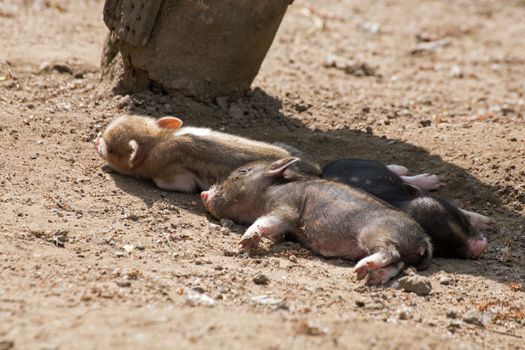 Several pot bellied pig (piglet)