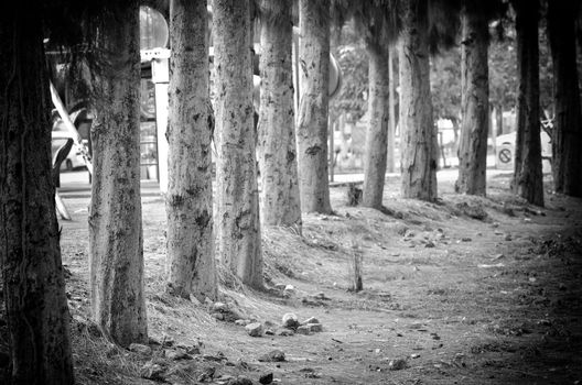 pine trees in black and white background