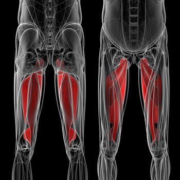 medical  illustration of the adductor magnus