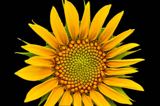 sunflower closeup on black background