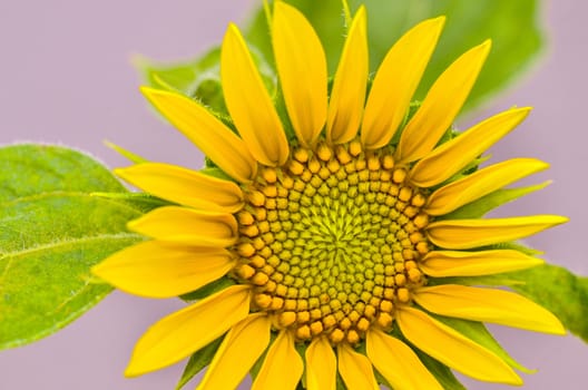 sunflower closeup