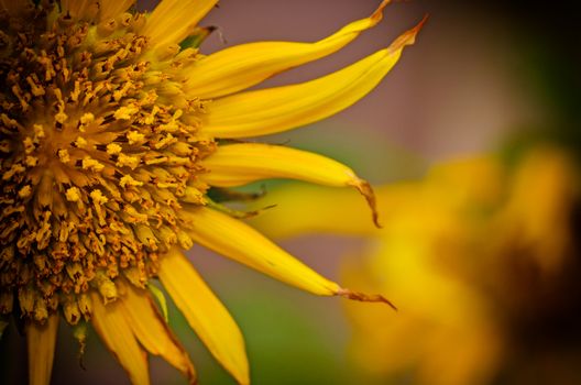 sunflowers close up in vintage light