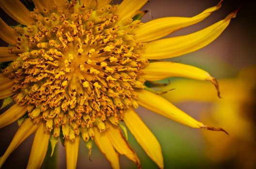 sunflowers in vintage light