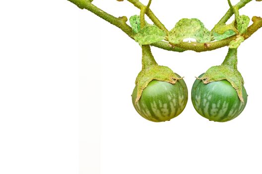 Thai green eggplant on tree on white background