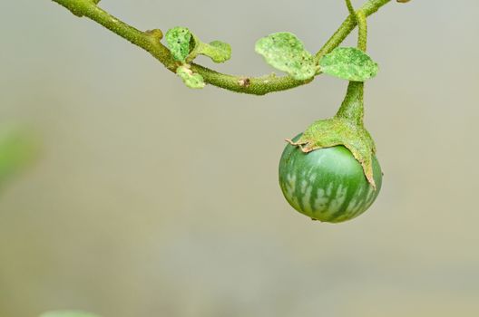 Thai green eggplant on tree