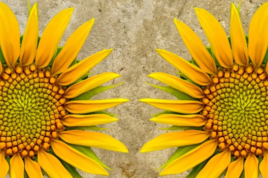 Two sunflower closeup on cement  background