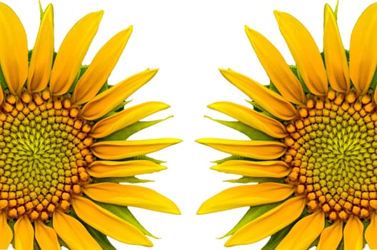Two sunflower closeup on white  background