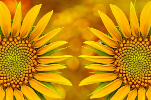 Two sunflower closeup on yellow nature  background