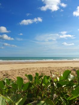 Beach plant on sand with blue sky