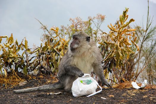 Monkey searching garbage for food in mountain