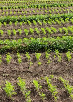 Harvest fresh organic carrots on the ground