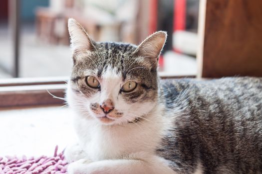 Thai cat lying down at home, stock photo