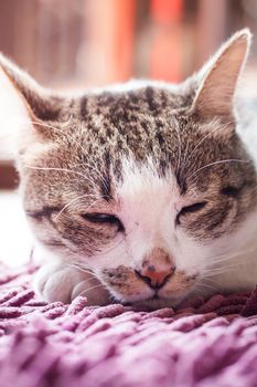 Thai cat lying down at home with vintage filter, stock photo