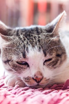 Thai cat lying down at home with vintage filter, stock photo