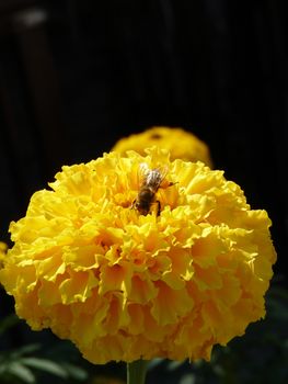 Close-up photo of a Honey Bee gathering nectar and spreading pollen on a yellow flower