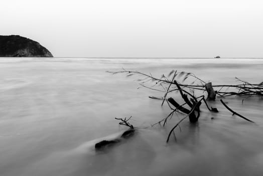 Branches along the pristine beaches and dirty/black and white.