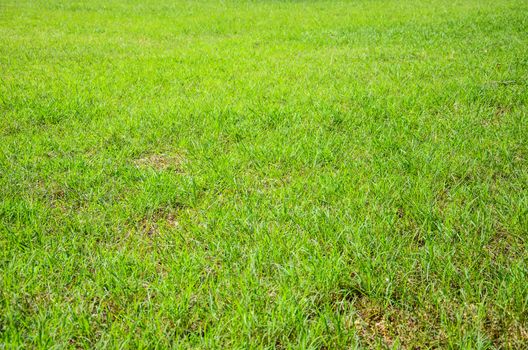 Green meadow grass field for football in Thailand