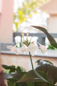 White Hippeastrum flower with green leaves, stock photo