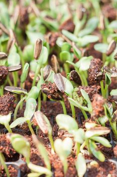 Sunflower seeds sprout in organic farm, stock photo