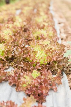 Red coral salad plant in organic farm, stock photo