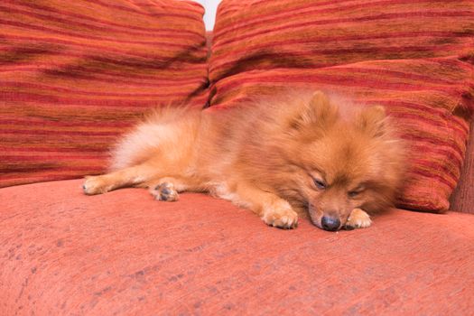 Pomeranian dog in hair shed period, sleeping on the sofa, focus on the eye