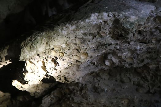 Ancient Clam Shell Fossil at Kao Pina in Trang, Thailand