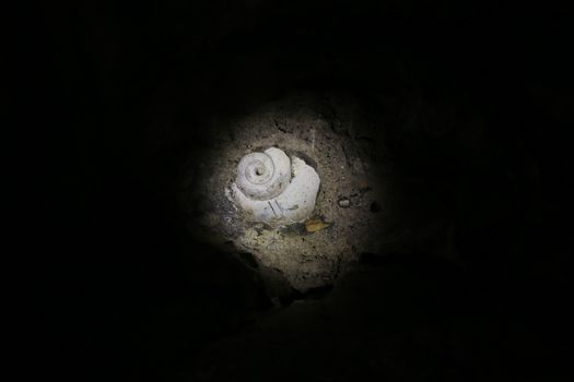 Ancient Clam Shell Fossil at Kao Pina in Trang, Thailand