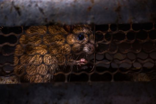 Rats in a cage trap address-forsaken freedom/dark lighting.