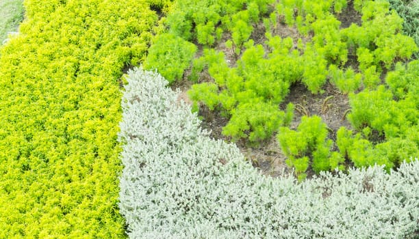 Abstract green grass texture with white and yellow flowers.