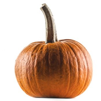 One pumpkin isolated on white background