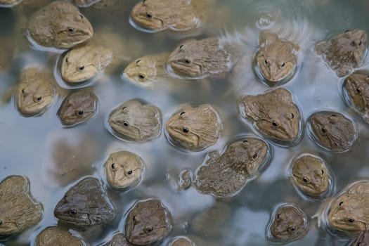 Many Adult Frog in farm ready to be sale for food