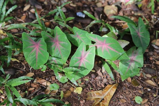 Fancy Leaved Caladium, Heart of Jesus