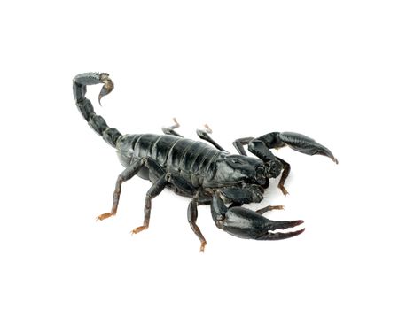 Image of scorpion on a white background.