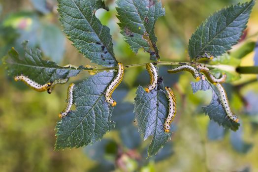 Symphyta caterpillar-like larvae on rose leaves