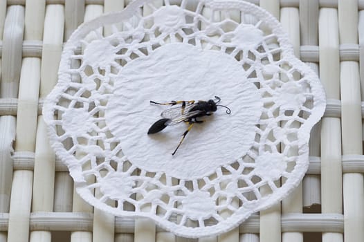close-up of a wasp with a thin waist and folded wings
