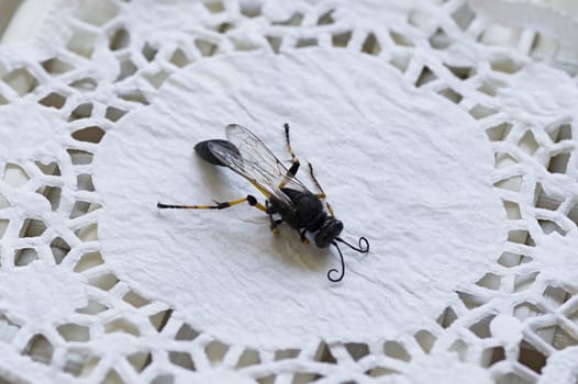 close-up of a wasp with a thin waist and folded wings